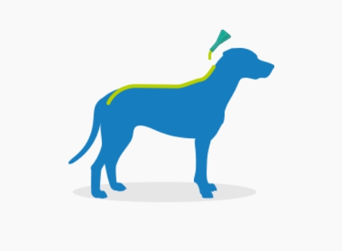 Levitä turkki niskan tyvestä lapojen etupuolelta siten, että ihon pinta tulee näkyviin.