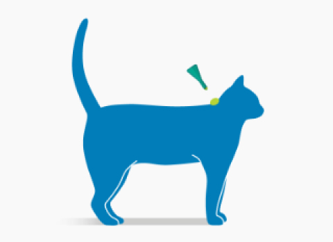 Levitä turkki niskan tyvestä lapojen etupuolelta siten