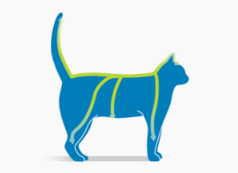 Aseta pipetin kärki iholle