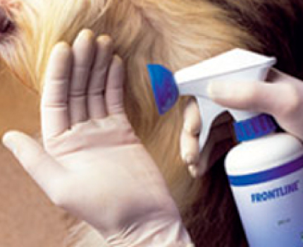 Suihkuta valmistetta käsineeseen tai sieneen