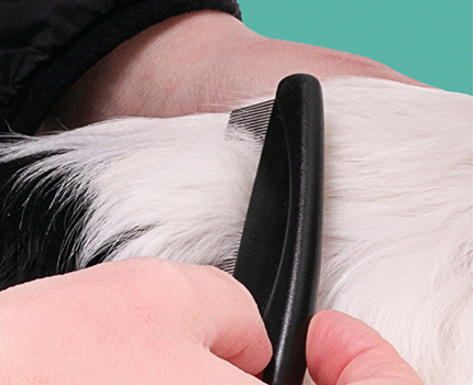 Vaihe 2: Kampaa hännän ja selän alue, koska siellä kirput erityisesti tykkäävät piileskellä.